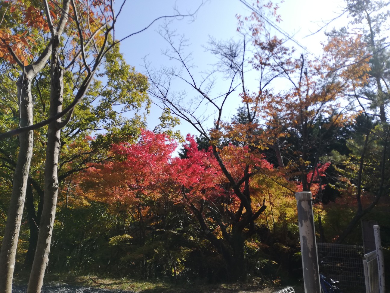 f:id:ikioi99:20191119105753j:image