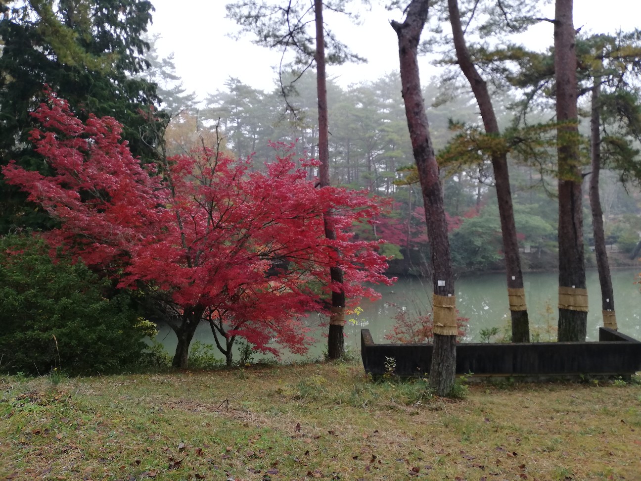 f:id:ikioi99:20191129113743j:plain