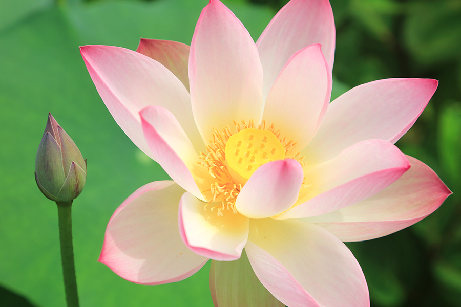 誕生月の花 と花言葉 明日のニュース