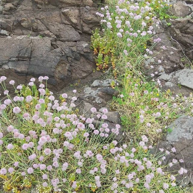 アサツキの餃子 佐渡島野草研究家 菊池はるみ アサツキの餃子 佐渡島野草研究家 菊池はるみ