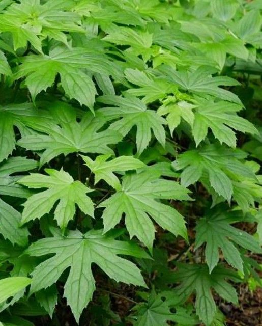 美味しい山菜と噂のモミジガサを食べてみました 佐渡島野草研究家 菊池はるみ