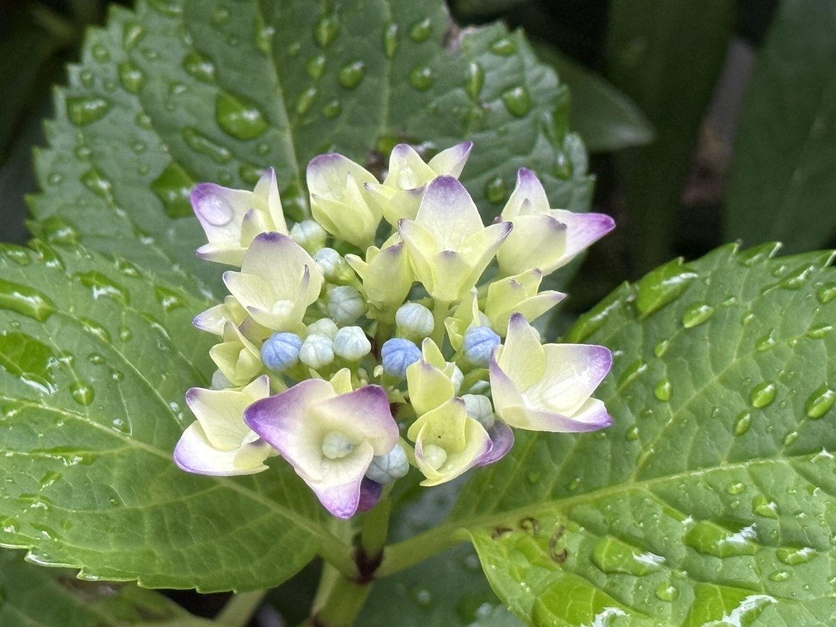 咲きかけのあじさいの花