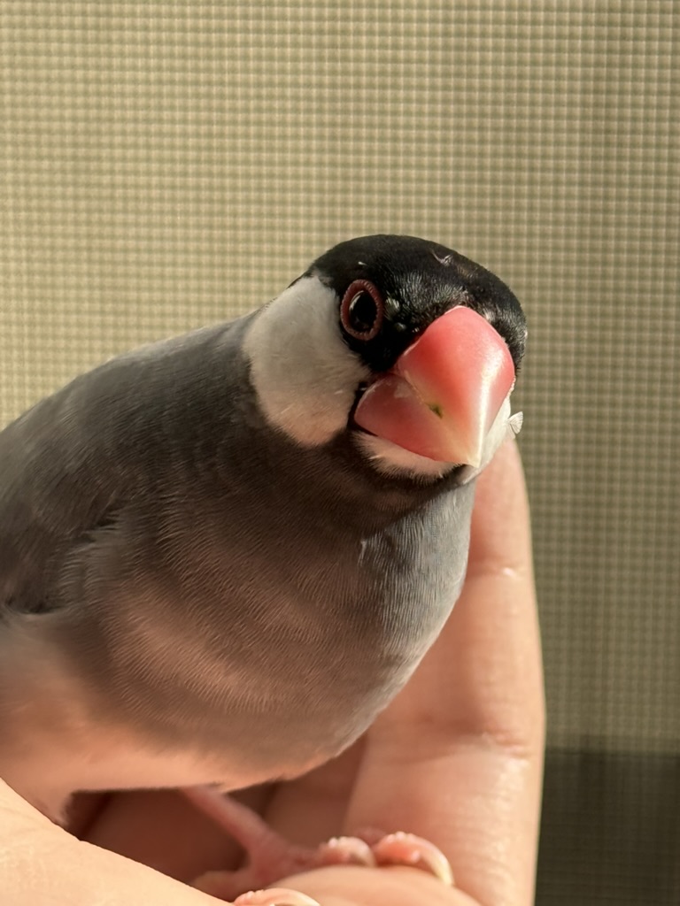 手の上にのる文鳥