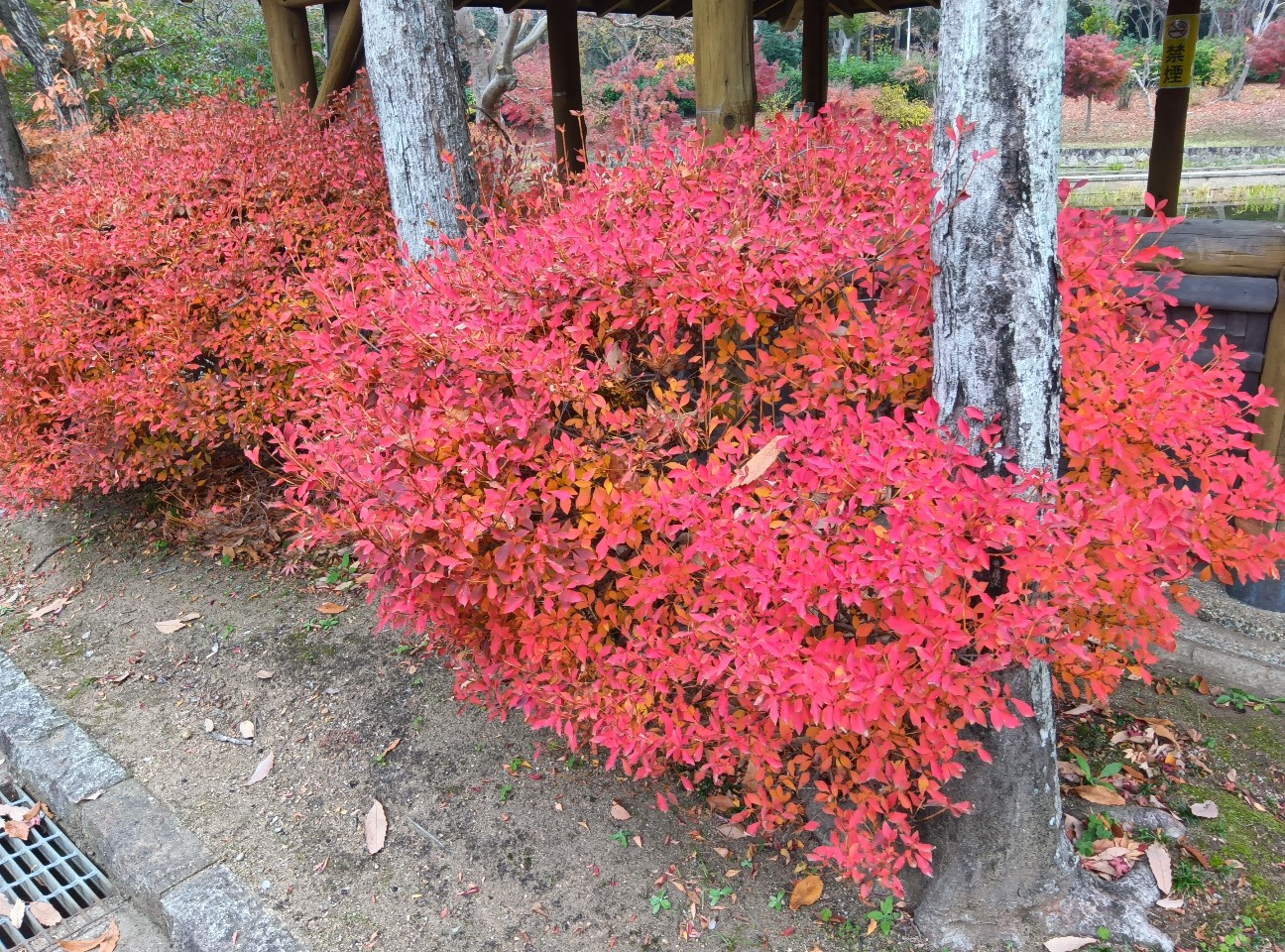 f:id:ikkotokotoko:20251209211916j:image