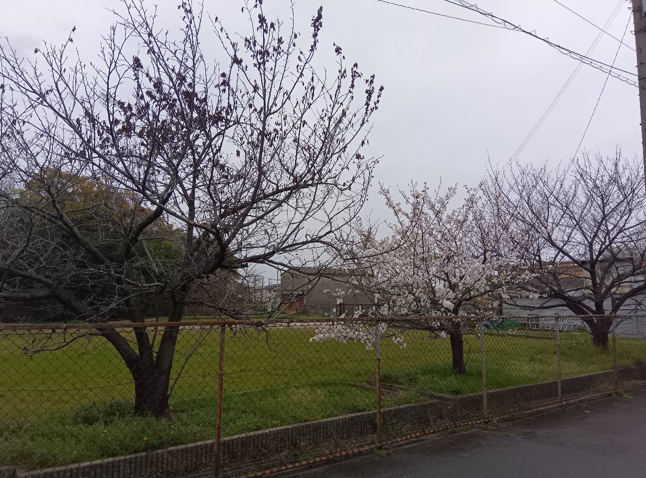 f:id:ikkotokotoko:20260410203622j:image