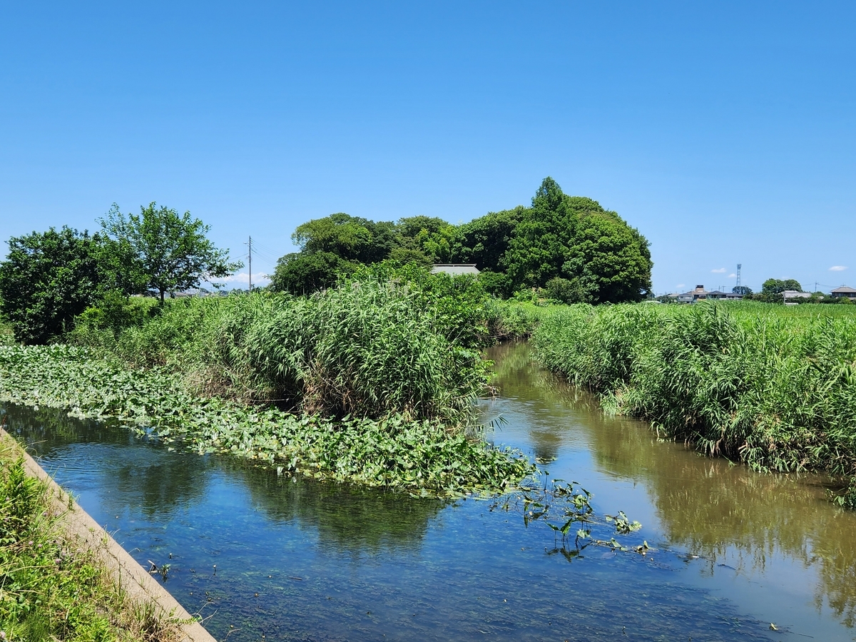 綾瀬川・原市沼川の合流点の風景（猫が寝ているように見える屋敷林と