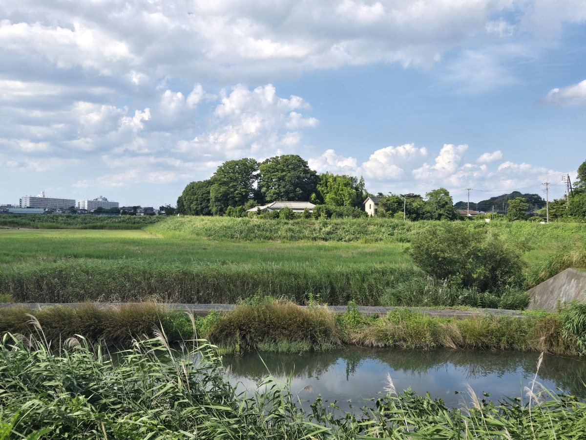 綾瀬川・原市沼川の合流点の風景（猫が寝ているように見える屋敷林と