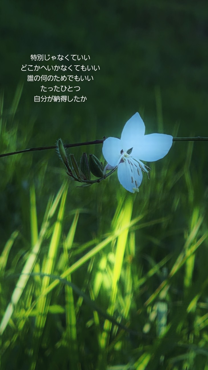 f:id:ikori:20261009112851j:image