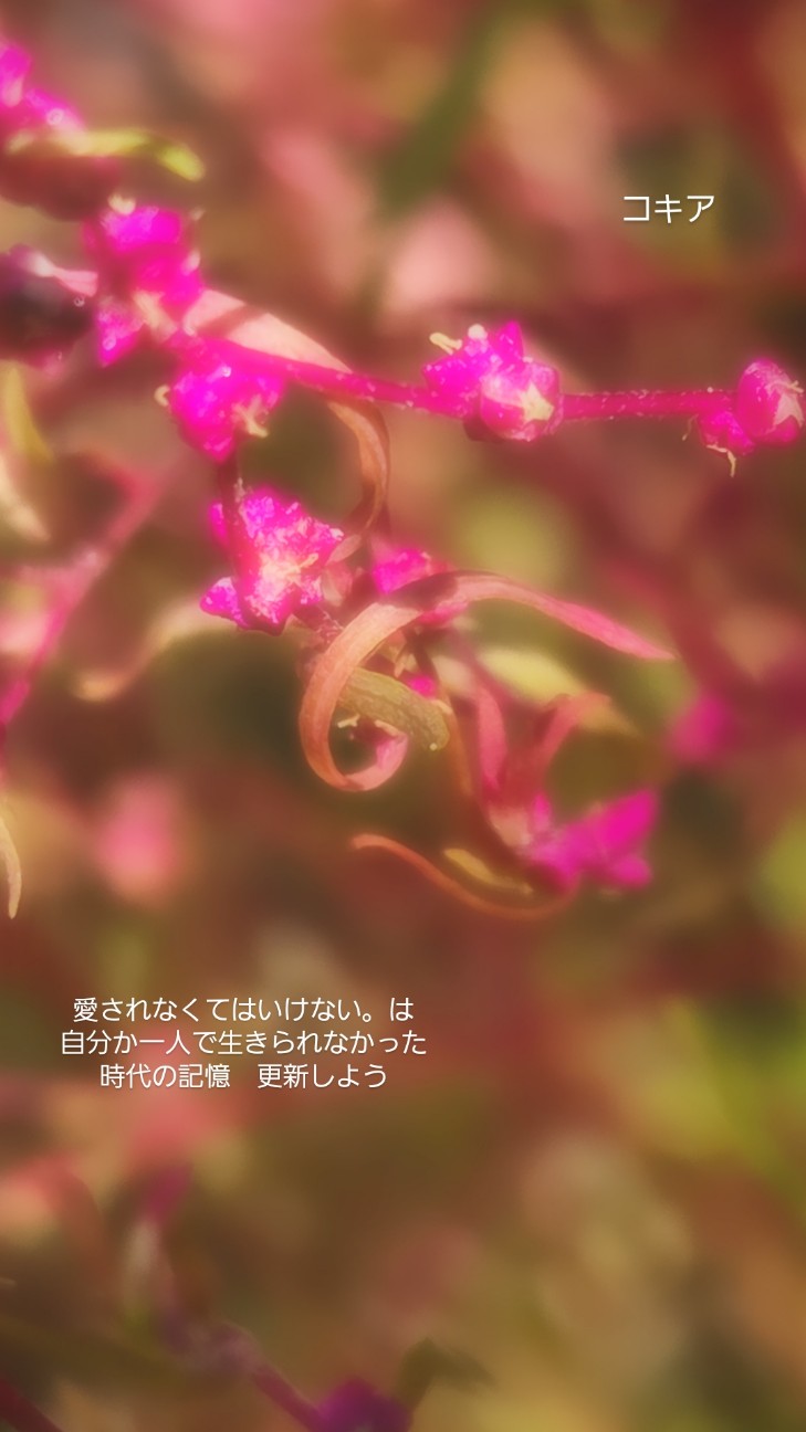 f:id:ikori:20261018212833j:image