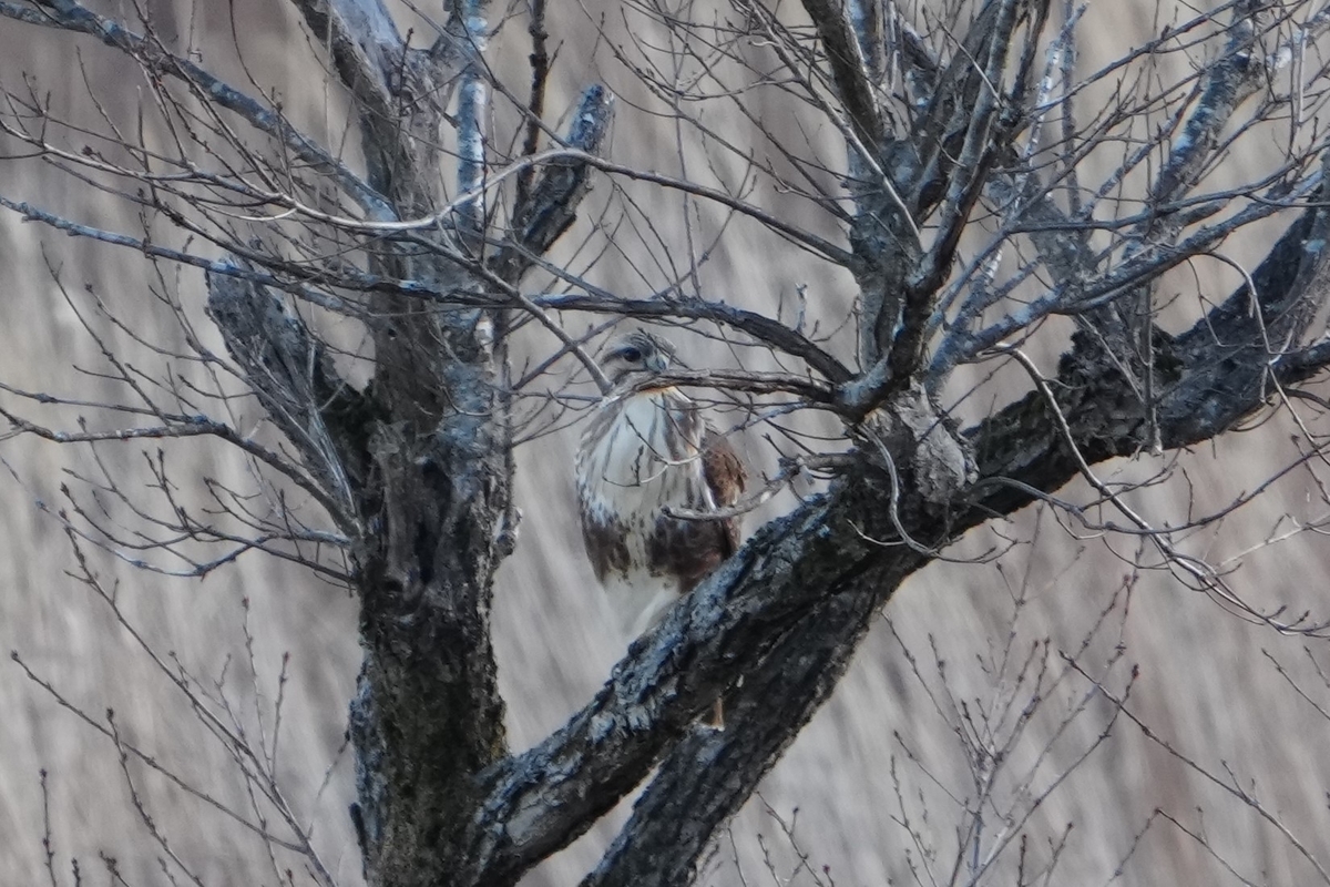 f:id:ikotama:20211216150314j:plain