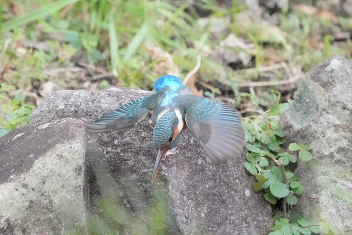 f:id:ikotama:20220105122132j:plain