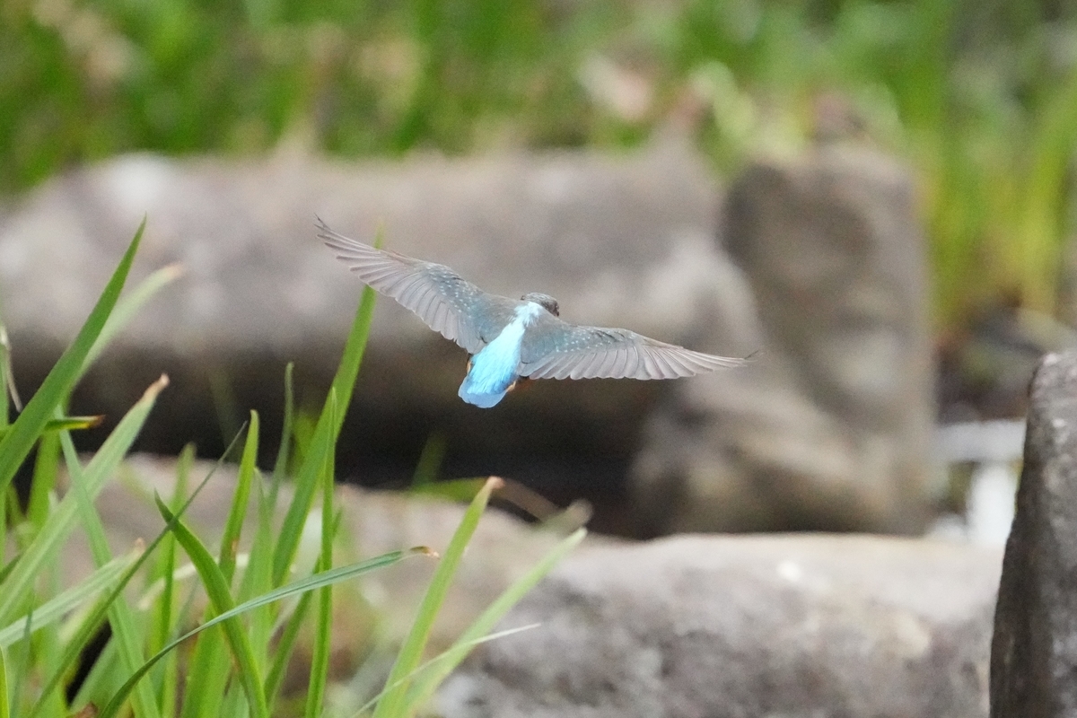 f:id:ikotama:20220105122306j:plain