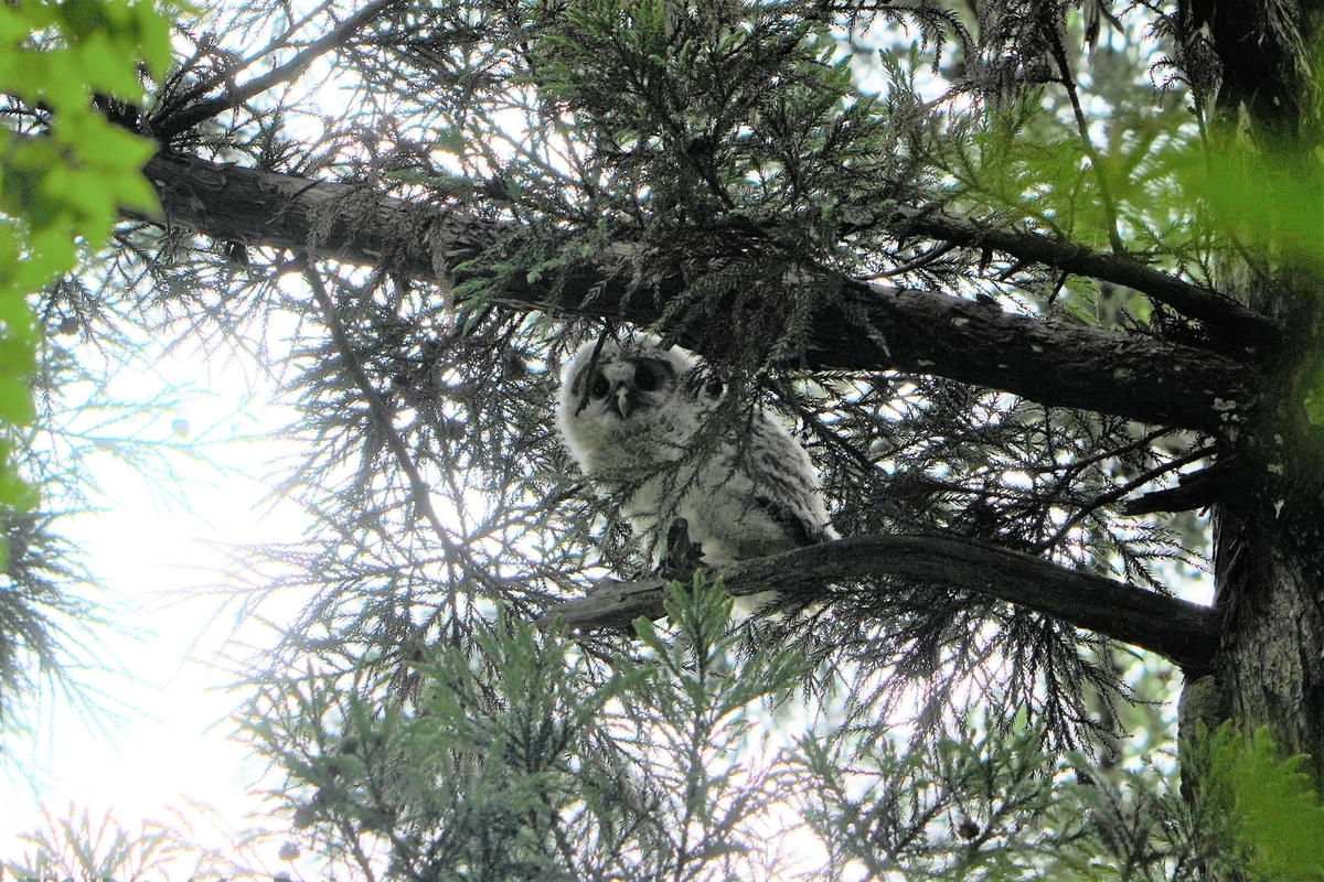 2022年5月 渡良瀬遊水地付近にて野鳥観察 - ikotamaの 主に野鳥