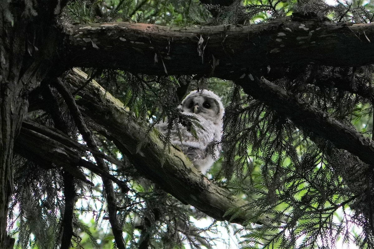 フクロウの巣だった御神木、幸運の丸太 フクロウの巣だった御神木、幸運の丸太 フクロウの巣だった御神木