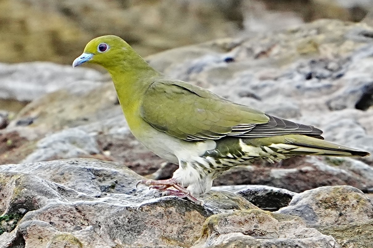 2022年7月 大磯町照ヶ崎海岸にて野鳥観察 - ikotamaの 主に