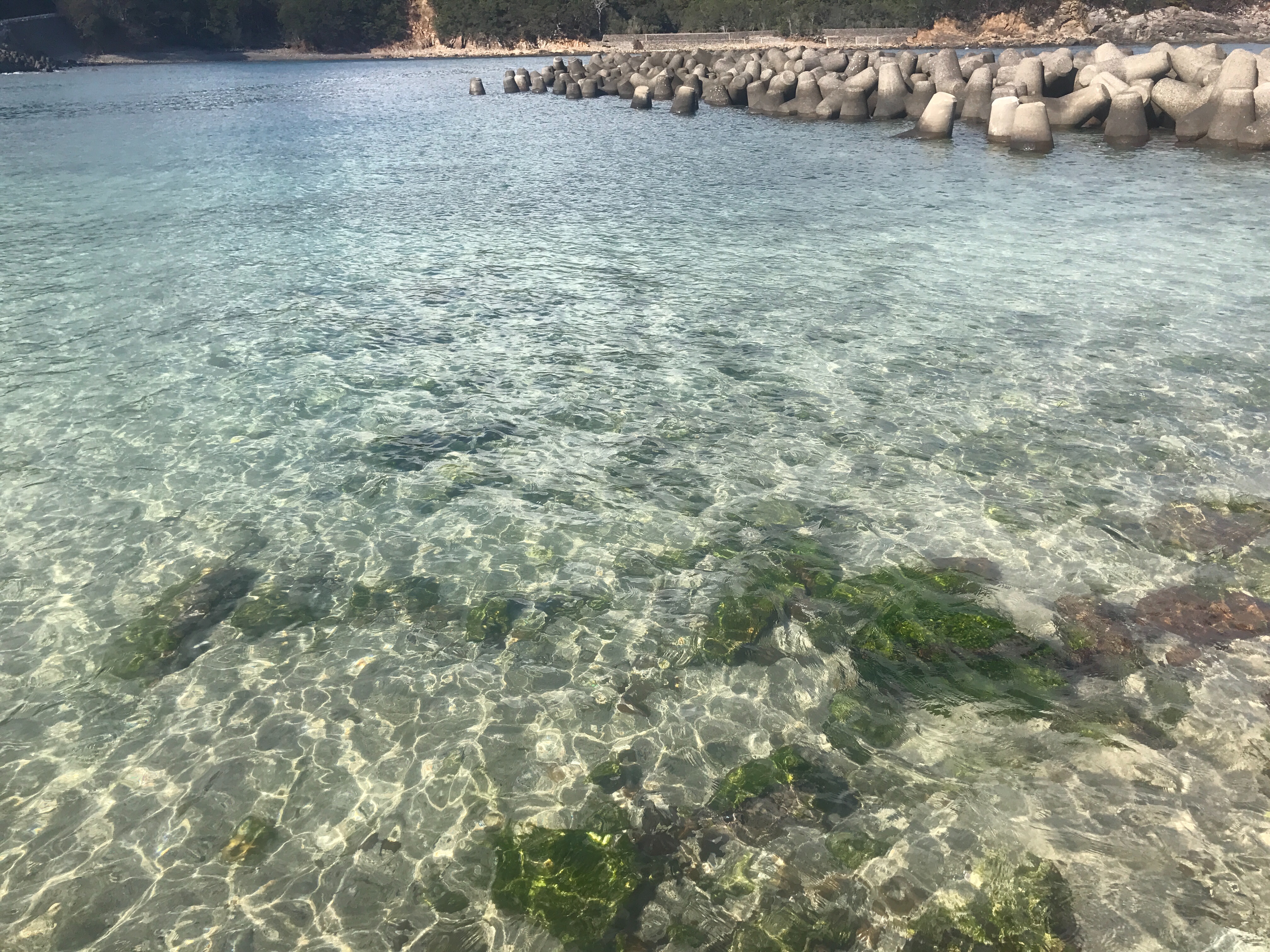 f:id:ikt_japan:20200201084359j:image