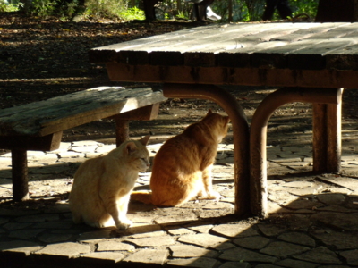 f:id:iku1224:20090906162458j:image f:id:iku1224:20090906162458j:image
