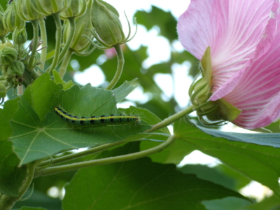 f:id:iku1224:20090906170011j:image f:id:iku1224:20090906170011j:image