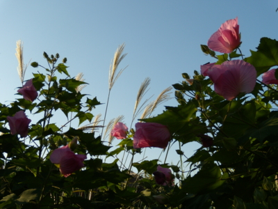 f:id:iku1224:20090906170029j:image f:id:iku1224:20090906170029j:image