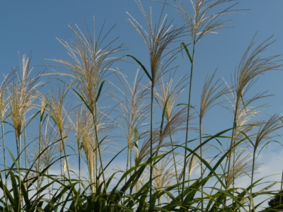 f:id:iku1224:20090913145352j:image f:id:iku1224:20090913145352j:image