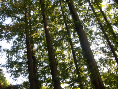 f:id:iku1224:20090913153258j:image f:id:iku1224:20090913153258j:image