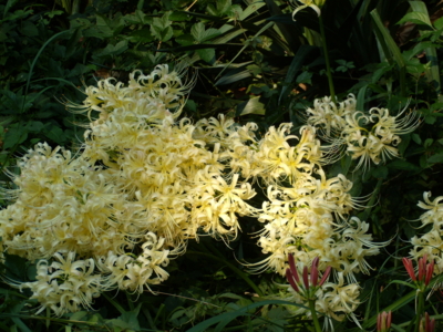 f:id:iku1224:20090913160145j:image f:id:iku1224:20090913160145j:image