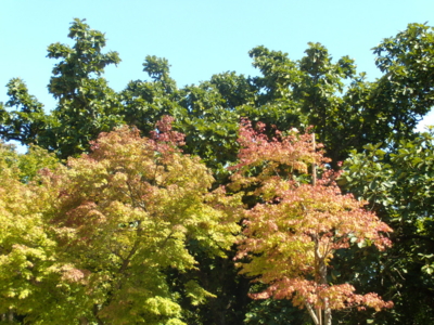 f:id:iku1224:20090916125455j:image f:id:iku1224:20090916125455j:image