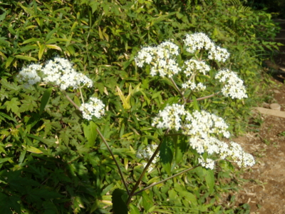 f:id:iku1224:20090916135559j:image f:id:iku1224:20090916135559j:image