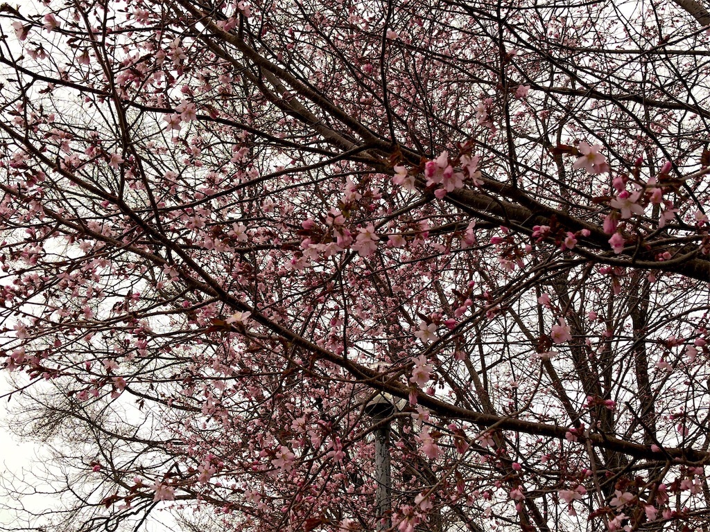 f:id:ikuha_h19824:20190424082806j:image
