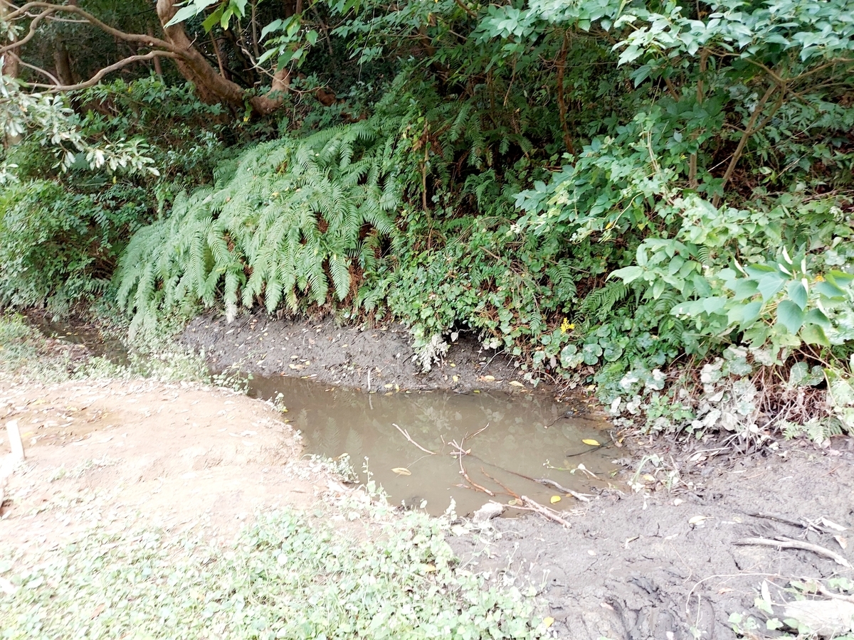 f:id:ikujineko:20211029115604j:plain