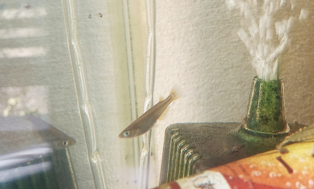 f:id:ikujineko:20211029120320j:plain