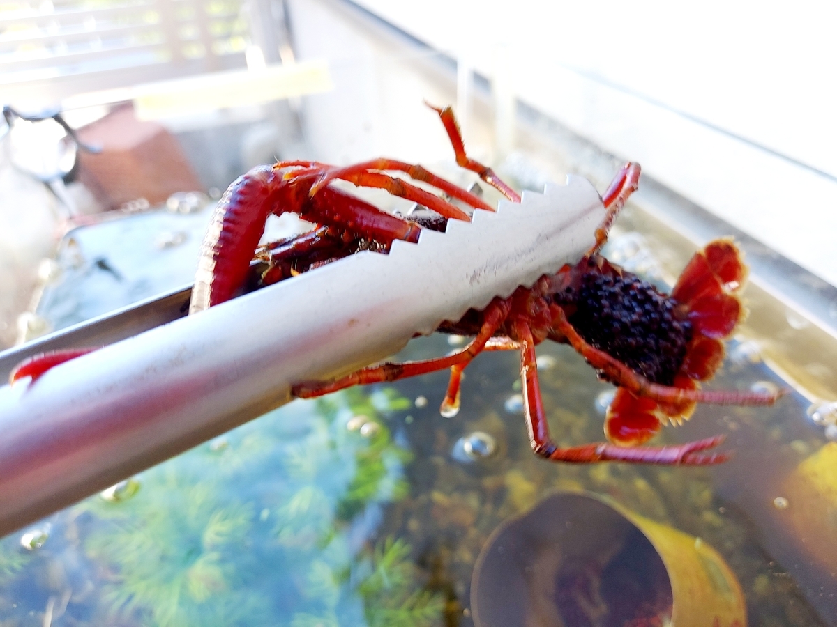 f:id:ikujineko:20211029121118j:plain