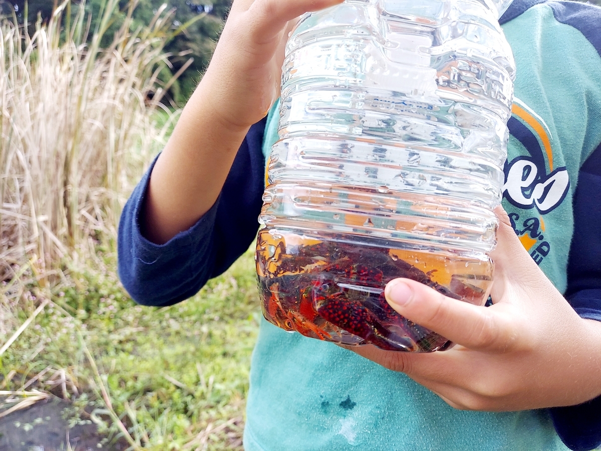 f:id:ikujineko:20211029122006j:plain