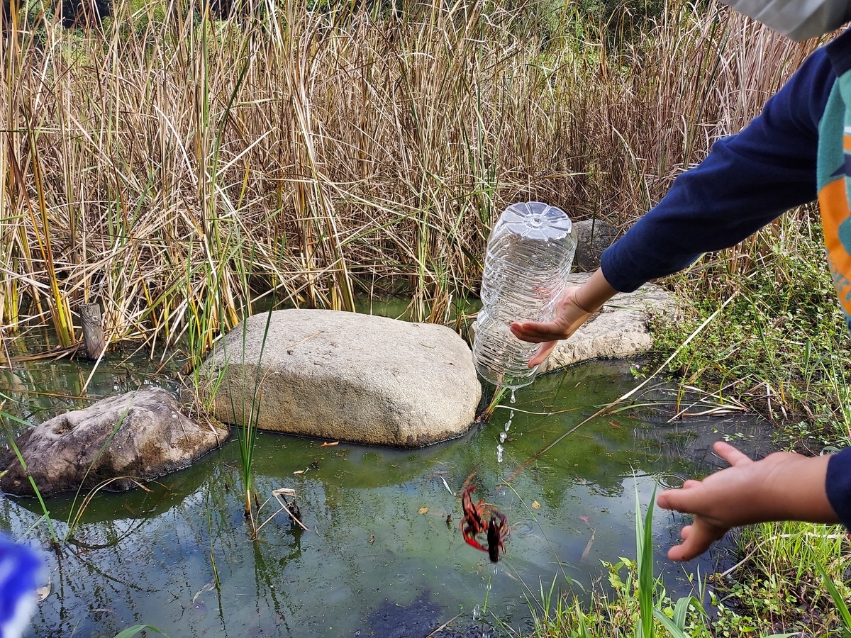 f:id:ikujineko:20211029122123j:plain