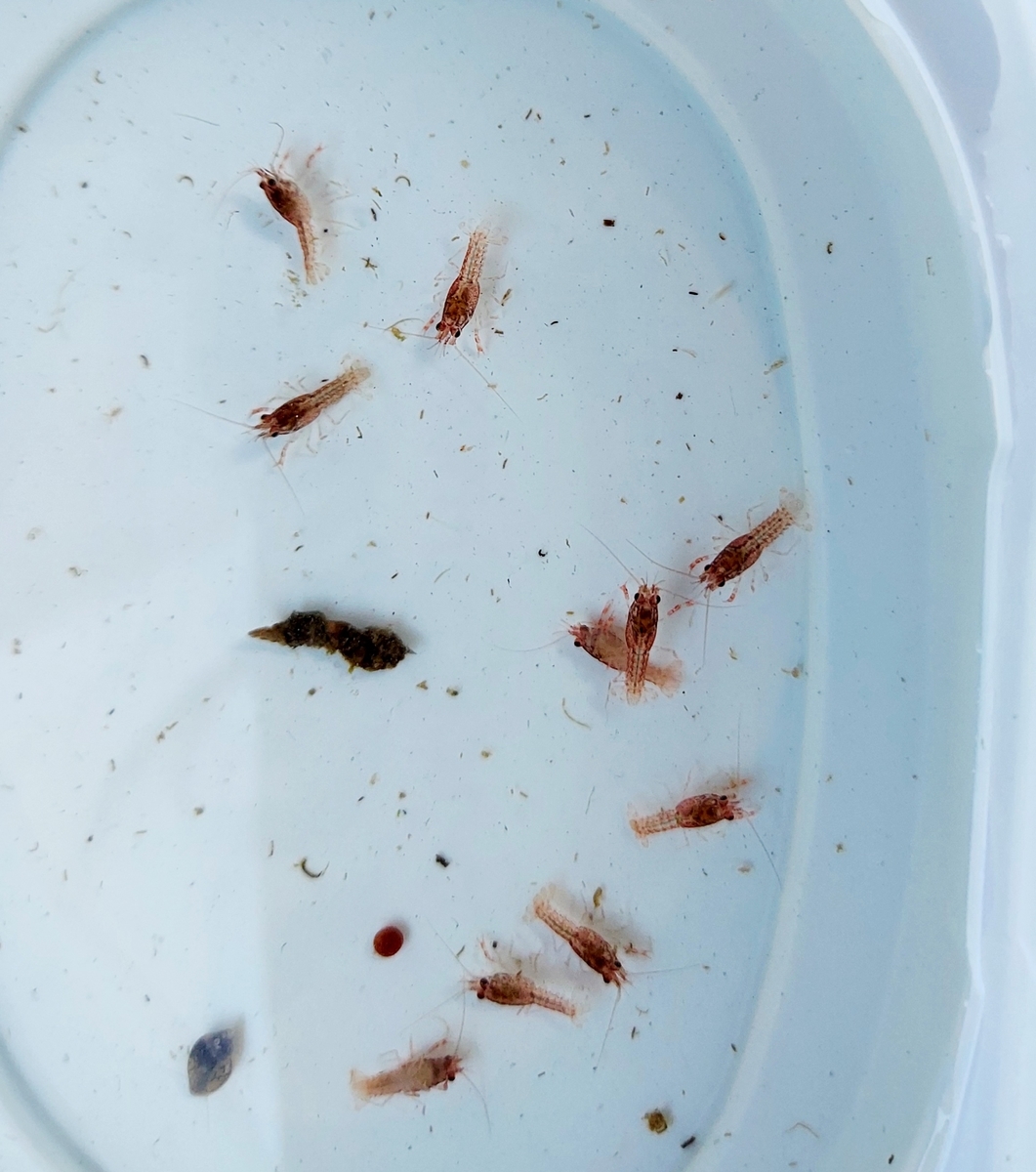 f:id:ikujineko:20211029123319j:plain