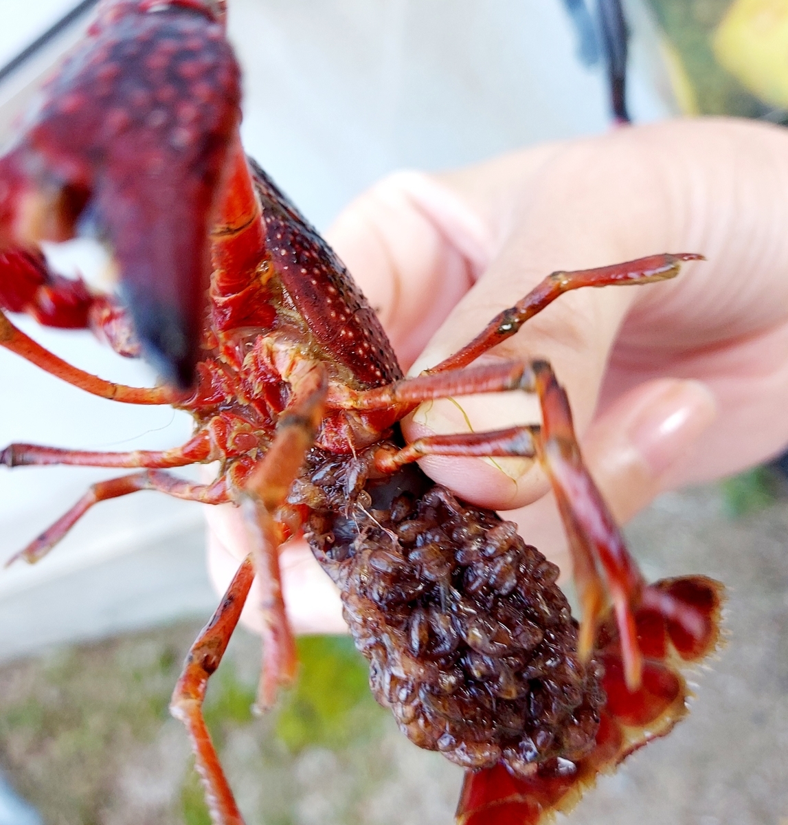 f:id:ikujineko:20211029123530j:plain