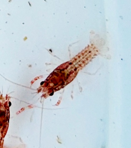 f:id:ikujineko:20211030093110j:plain