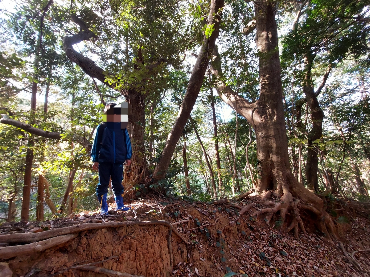 f:id:ikujineko:20211220120121j:plain