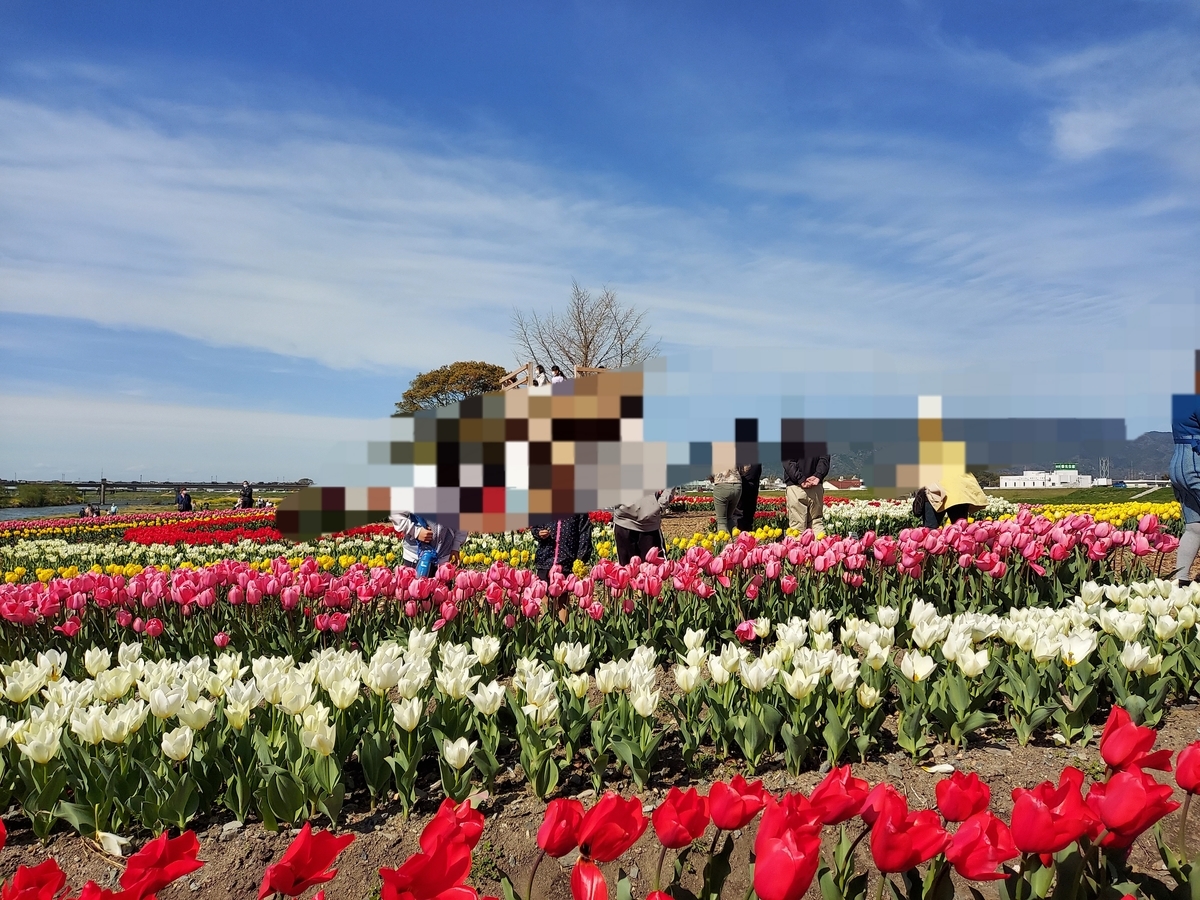 f:id:ikujineko:20220404125032j:plain