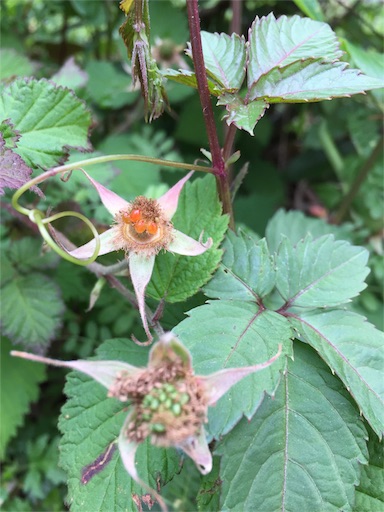 f:id:ikuko-0307:20180426131751j:image f:id:ikuko-0307:20180426131751j:image