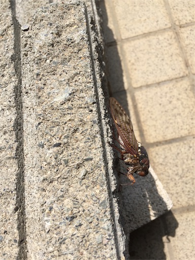 f:id:ikuko-0307:20180810182627j:image f:id:ikuko-0307:20180810182627j:image