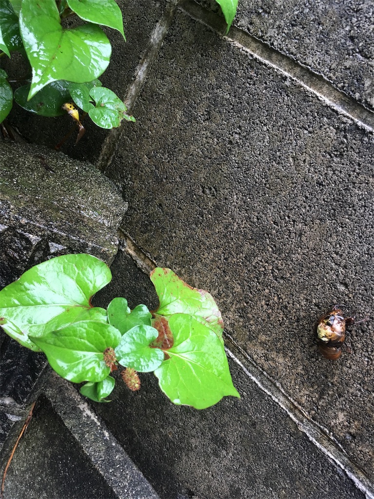 f:id:ikukofujimura:20190630212852j:image f:id:ikukofujimura:20190630212852j:image