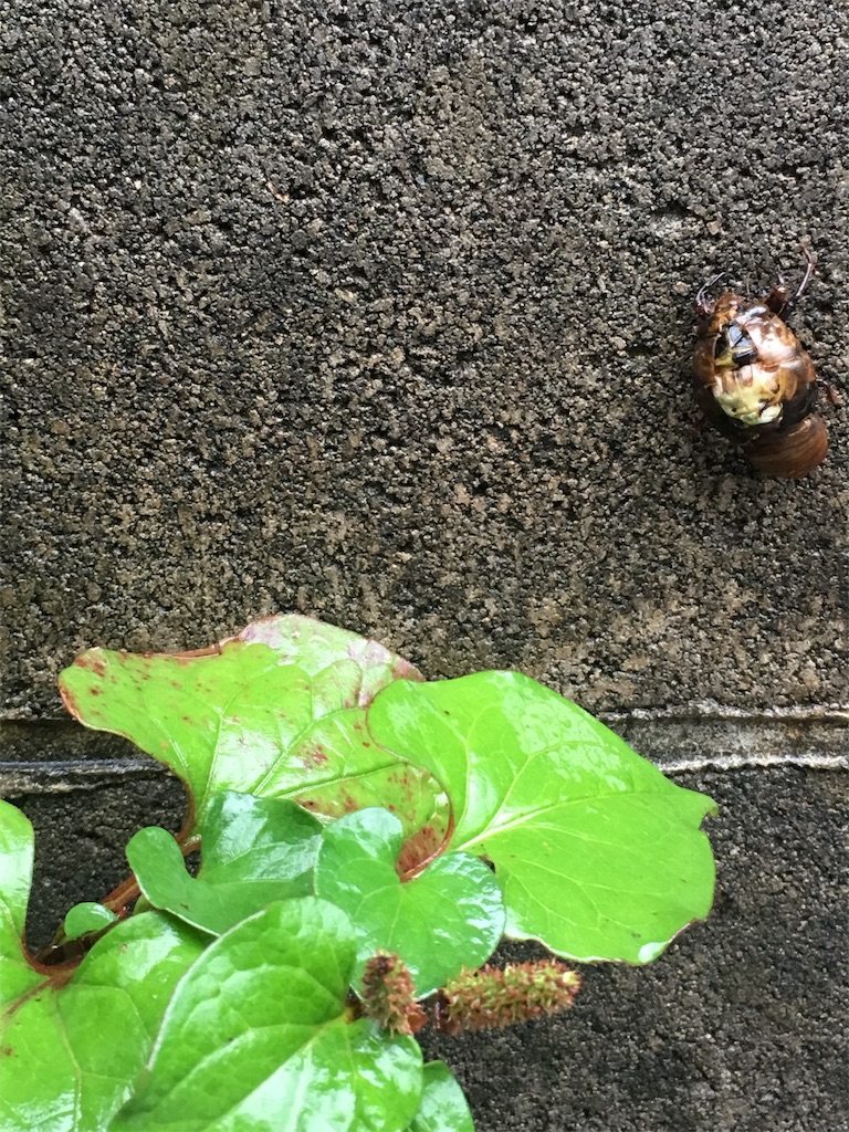 f:id:ikukofujimura:20190630212901j:image f:id:ikukofujimura:20190630212901j:image