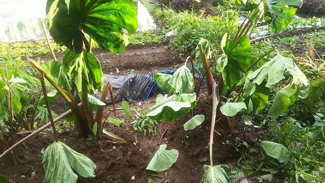 f:id:ikukyuchu:20181001110733j:image f:id:ikukyuchu:20181001110733j:image