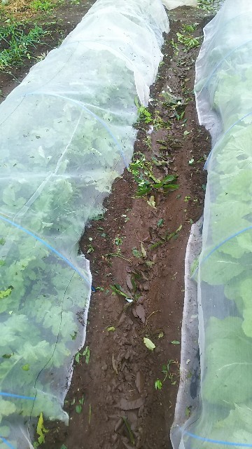 f:id:ikukyuchu:20181001111210j:image f:id:ikukyuchu:20181001111210j:image