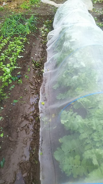 f:id:ikukyuchu:20181001111229j:image f:id:ikukyuchu:20181001111229j:image