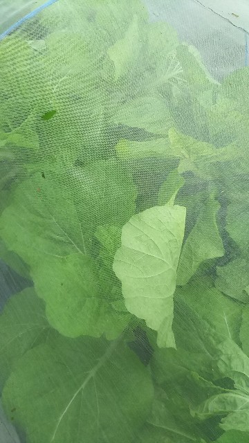 f:id:ikukyuchu:20181001111735j:image f:id:ikukyuchu:20181001111735j:image