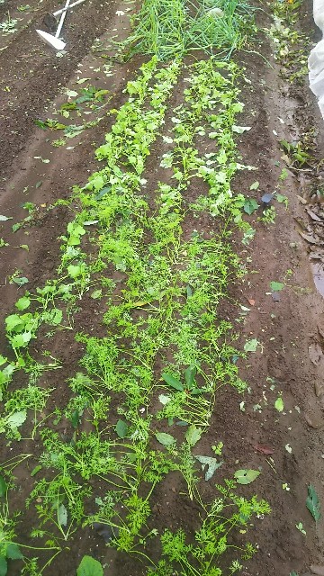 f:id:ikukyuchu:20181001112001j:image f:id:ikukyuchu:20181001112001j:image