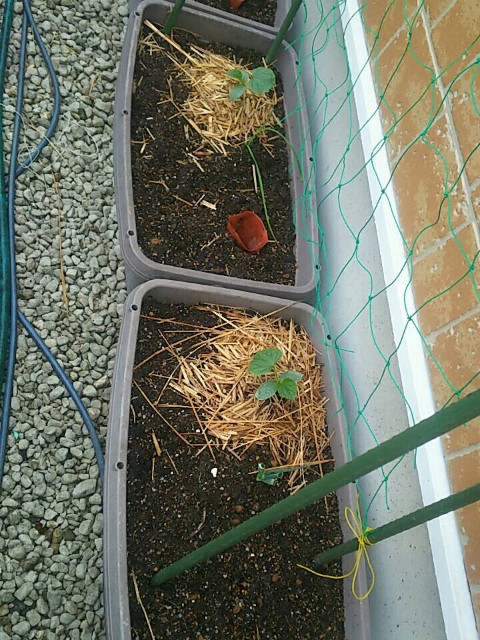 f:id:ikukyuchu:20190504215835j:image f:id:ikukyuchu:20190504215835j:image