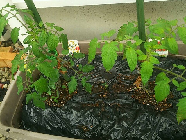 f:id:ikukyuchu:20190504215847j:image f:id:ikukyuchu:20190504215847j:image